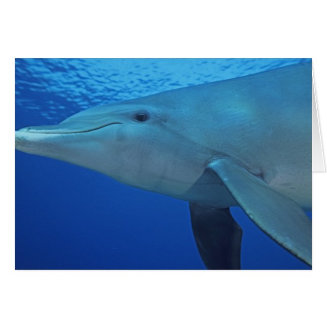 メキシコ、コスメル島。 バンドウイルカ、Tursiops 4 (正面横)