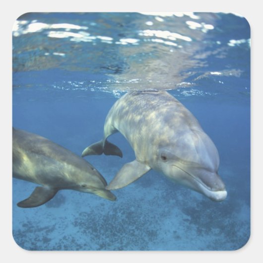 メキシコ、コスメル島。 バンドウイルカ、Tursiops 5 スクエアシール (正面)