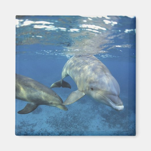 メキシコ、コスメル島。 バンドウイルカ、Tursiops 5 マグネット (正面)
