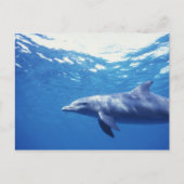 メキシコ、コスメル。ボトルノーズドールフィン、Tursiops 3 ポストカード (正面)