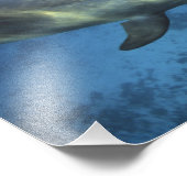 メキシコ、コズメル。トルシオプス・ボトルネッド・ドルフィン フォトプリント            (角)