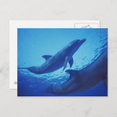 メキシコ、コズメル。トルシオプス・ボトルネッド・ドルフィン ポストカード (正面/裏面)