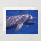 メキシコ、コズメル。トルシオ州ボトルネードドルフィン2 ポストカード (正面/裏面)