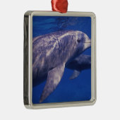 メキシコ、コズメル。トルシオ州ボトルネードドルフィン2 メタルオーナメント (右)