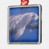 メキシコ、コズメル。トルシオ州ボトルネードドルフィン2 メタルオーナメント (左)