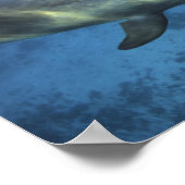 メキシコ、コズメル。トルシオ州ボトルネードドルフィン5 ポスター (角)