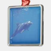 メキシコ、コズメル。ボトルノードイルカ メタルオーナメント (左)