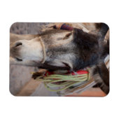 メキシコ、サンミゲルデアジェンデ2 マグネット (横)