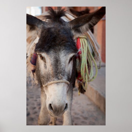 メキシコ、サン・ミゲル・デ・アレンデ ポスター (正面)