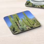 メキシコ、ソノラ、サンカルロス。サグアロ&オルガンパイプ コースター (左側)