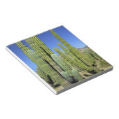 メキシコ、ソノラ、サンカルロス。Saguaro & Organ Pipe ノートパッド (アングル)