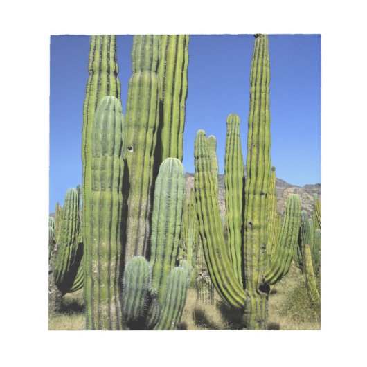 メキシコ、ソノラ、サンカルロス。Saguaro & Organ Pipe ノートパッド (正面)