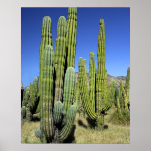 メキシコ、ソノラ、サンカルロス。Saguaro & Organ Pipe ポスター