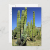 メキシコ、ソノラ、サンカルロス。Saguaro & Organ Pipe ポストカード (正面/裏面)