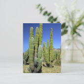 メキシコ、ソノラ、サンカルロス。Saguaro & Organ Pipe ポストカード (スタンド正面)