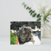 メキシコ，トゥルム，イグアナ ポストカード (スタンド正面)