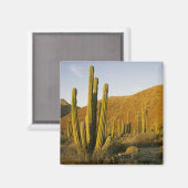 メキシコ、バハ、サンタカタリナ島、海 マグネット (正面/裏面)