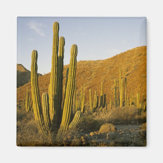 メキシコ、バハ、サンタカタリナ島、海 マグネット (正面)