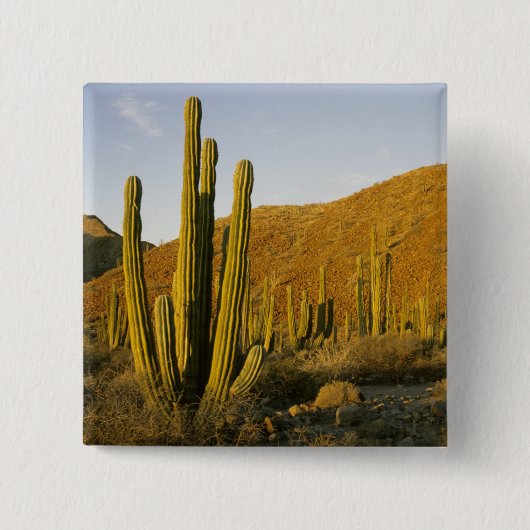 メキシコ、バハ、サンタカタリナ島、 缶バッジ (正面)