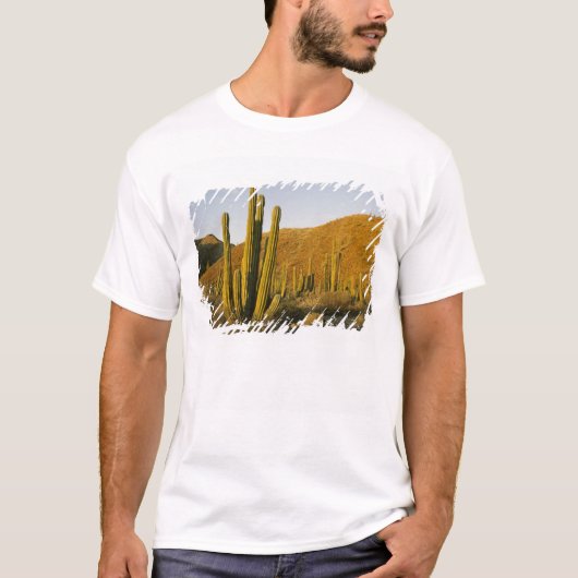 メキシコ、バハ、サンタカタリナ島、 Tシャツ (正面)