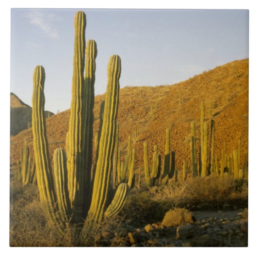 メキシコ、バハ、サンタカタリーナ島、海 タイル (正面)