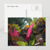 メキシコ，ブセリアスの色 ポストカード (正面/裏面)