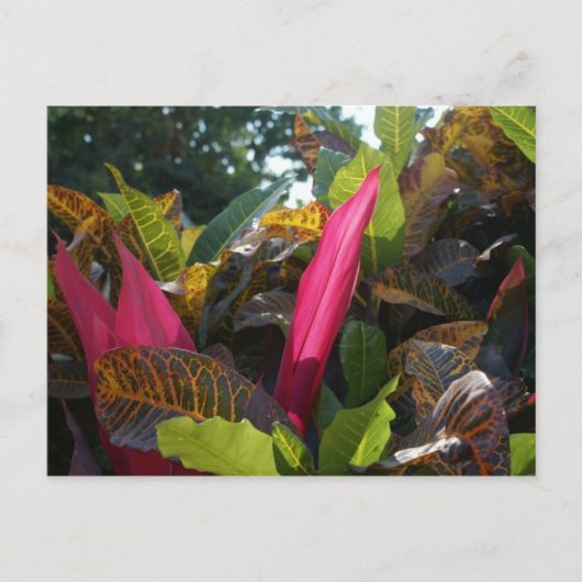 メキシコ，ブセリアスの色 ポストカード (正面)