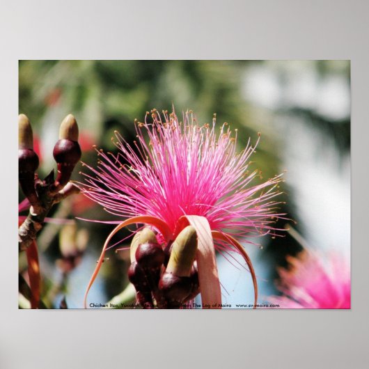 メキシコ、ユカタン、チチェン・イッツァ ポスター (正面)