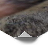 メグ・ザ・ブタ ポスター (角)