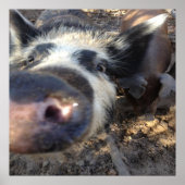 メグ・ザ・ブタ ポスター (正面)