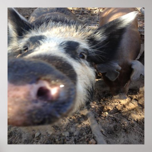 メグ・ザ・ブタ ポスター (正面)