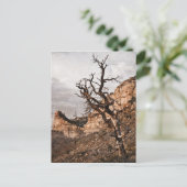 メサヴェルデ葉書 ポストカード (スタンド正面)