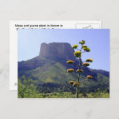 メサ及び咲きマグイ1 ポストカード (正面/裏面)