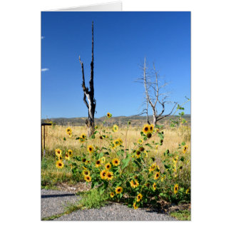 メサVerdeの眺め