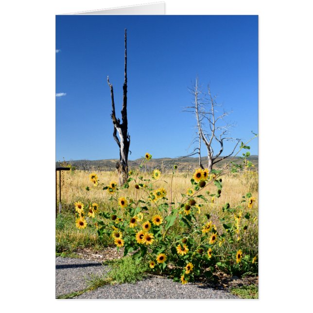 メサVerdeの眺め (正面)