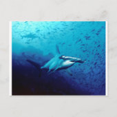 メジロザメ ポストカード (正面)