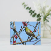 メジロ : 日本 ポストカード (スタンド正面)