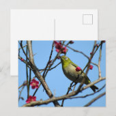 メジロ : 日本 ポストカード (正面/裏面)