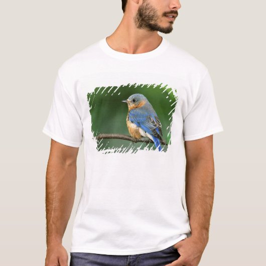 メスのアメリカルリビタキ Sialia sialis Tシャツ (正面)