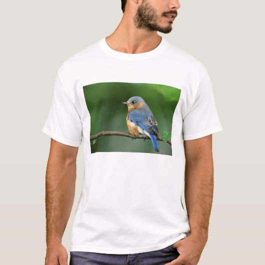 メスのアメリカルリビタキ Sialia sialis Tシャツ (正面)