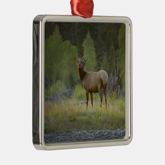 メスのオオシカは立ちまaのカメラを見ます メタルオーナメント (右)