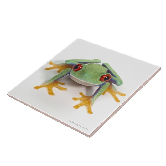 メスのカエル タイル (側面)