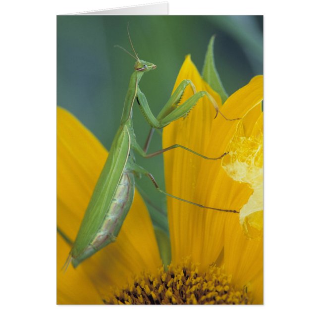 メスのカマキリ (正面)