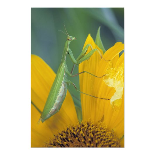 メスのカマキリ フォトプリント            (正面)