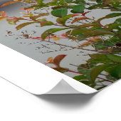 メスのシザースラットフライキャッチャー ポスター (角)