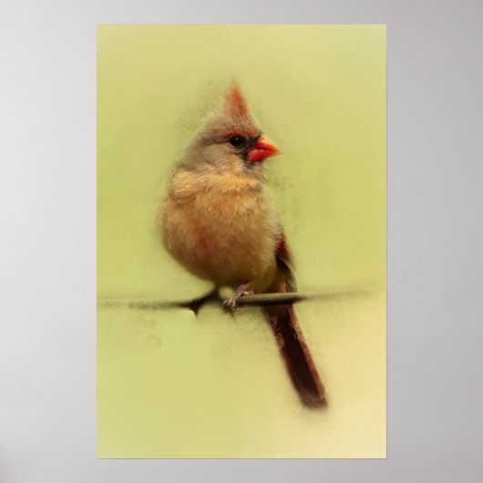 メスのショウジョウコウカンチョウ ポスター (正面)