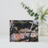 メスのバジリスク・リザード,プンタ・カフイタ – Costa Rica ポストカード (スタンド正面)