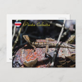 メスのバジリスク・リザード,プンタ・カフイタ – Costa Rica ポストカード (正面/裏面)