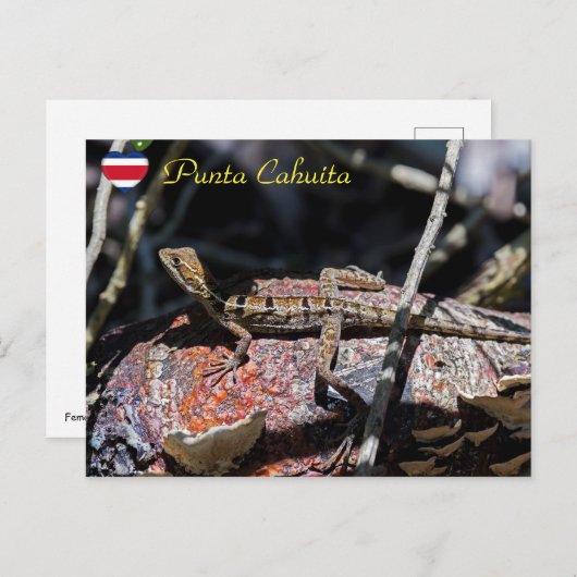 メスのバジリスク・リザード,プンタ・カフイタ – Costa Rica ポストカード (正面/裏面)