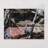 メスのバジリスク・リザード,プンタ・カフイタ – Costa Rica ポストカード (正面)